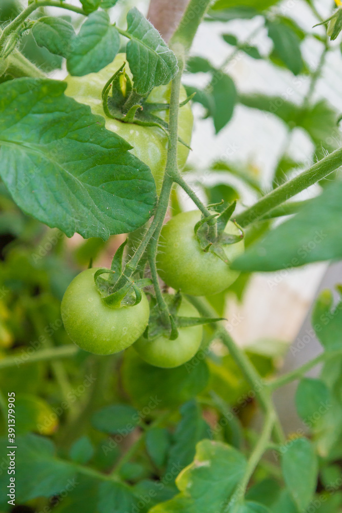 Small green tomatoes ripen in the greenhouse in summer Small green tomatoes ripen in the greenhouse in summer