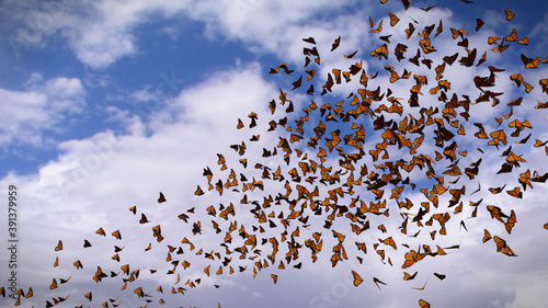 group of monarch butterflies, Danaus plexippus swarm  photo