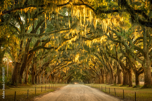 Foto Live oaks and Spanish moss along a dirt road