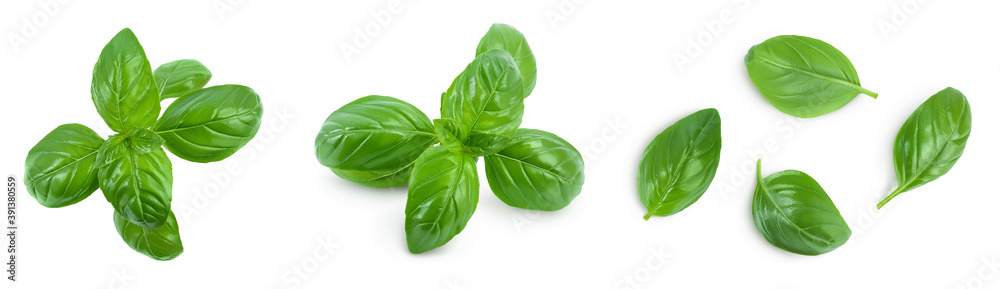 Fresh basil leaf isolated on white background with clipping path and full depth of field. Top view. Flat lay, Set or collection Fresh basil leaf isolated on white background with clipping path and full depth of field. Top view. Flat lay, Set or collection