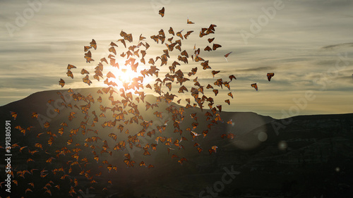 swarm of monarch butterflies, Danaus plexippus group during sunset