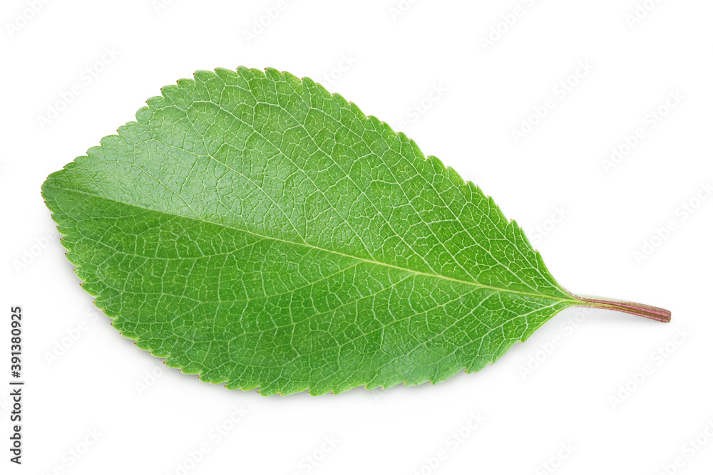 Obraz premium cherry leaf isolated on a white background with clipping path and full depth of field. Top view. Flat lay