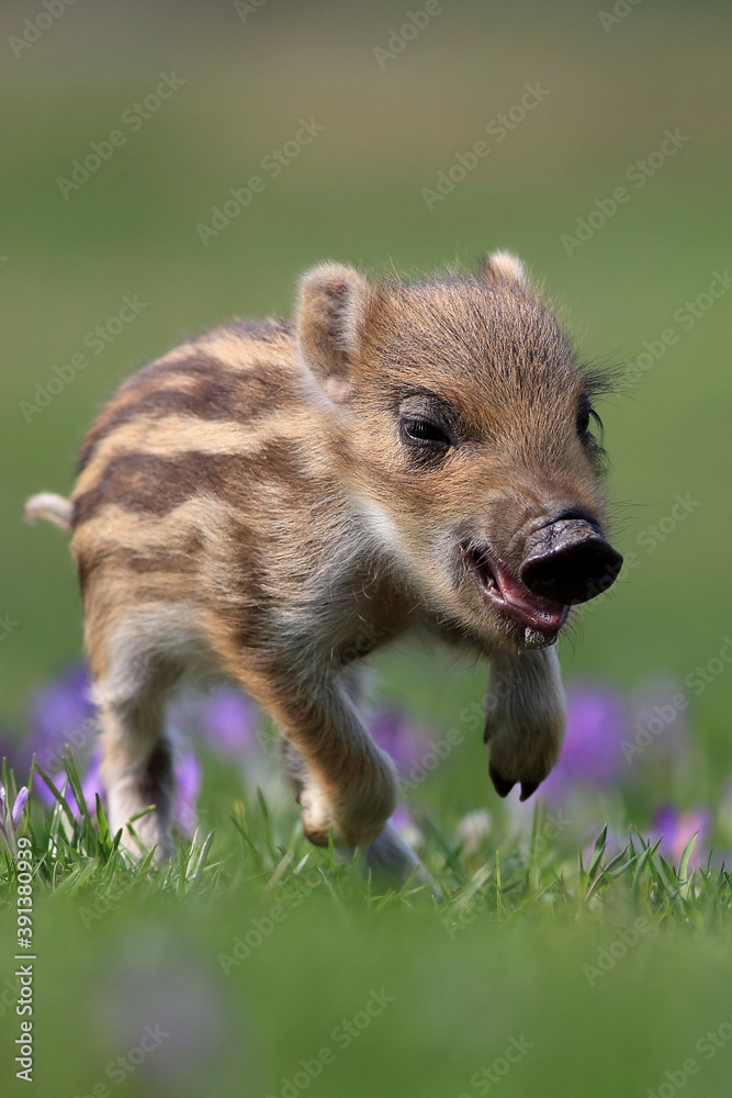 Wild boar chick (Sus scrofa) in meadow near forest. Spring season. Wild boar chick (Sus scrofa) in meadow near forest. Spring season.
