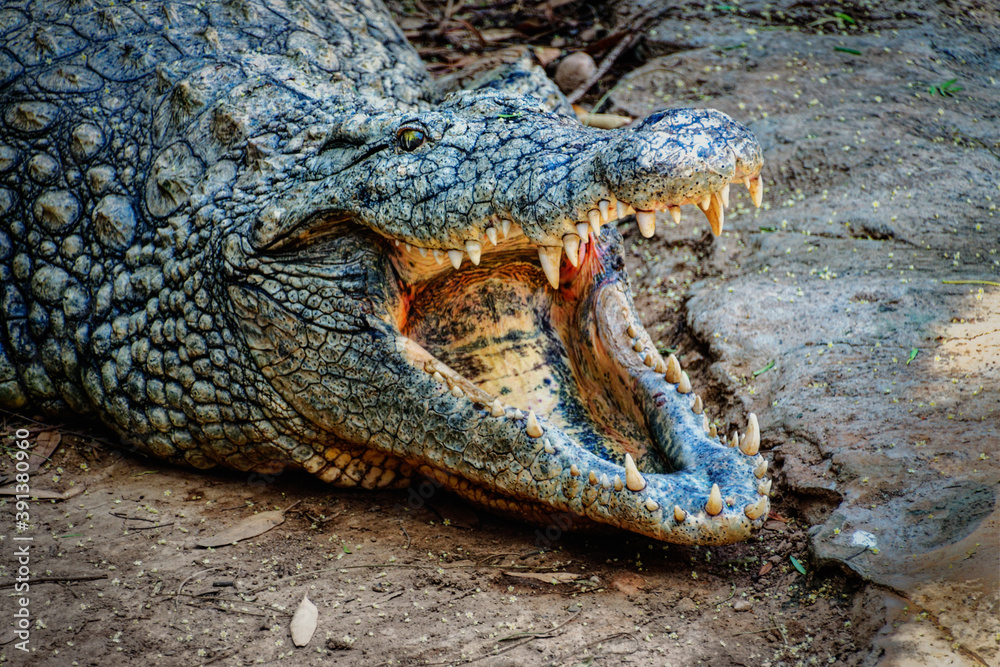 Fototapeta premium Menacing Crocodile Close Up