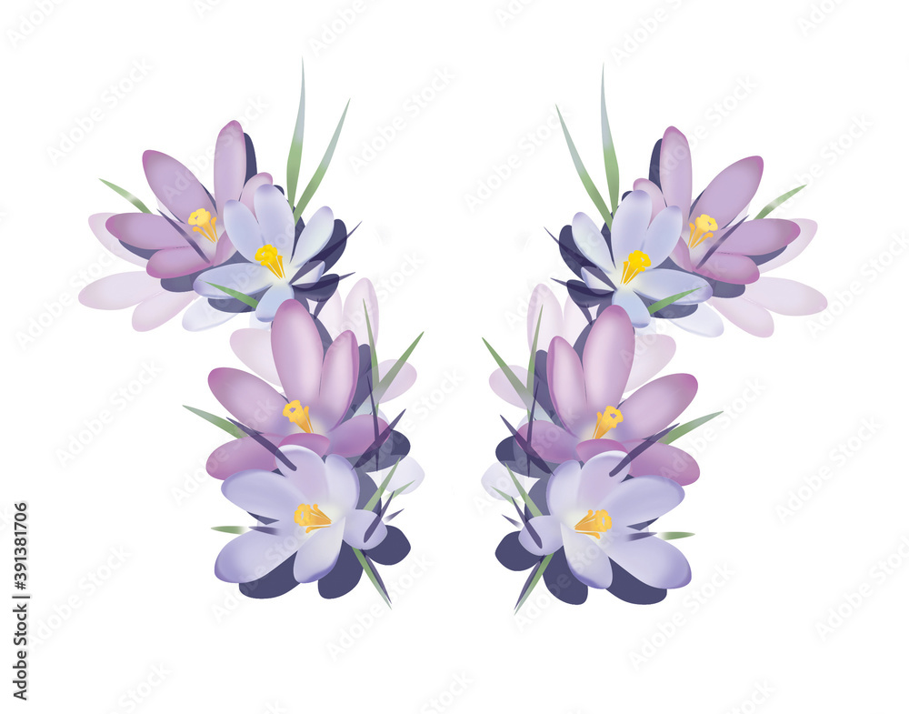 Light spring ornament from crocus flowers. Illustration isolated on white background.