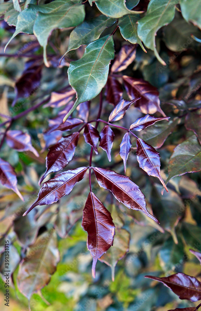 Purple new leaf (Leea rubra) Purple new leaf (Leea rubra)