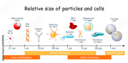 comparison size of particles and cells on biological scale. photo