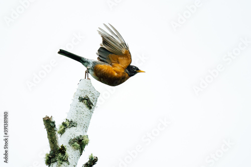 Fotografia Side view from below of a robin taking flight from a birch snag