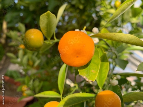 Wallpaper Mural oranges on tree Torontodigital.ca