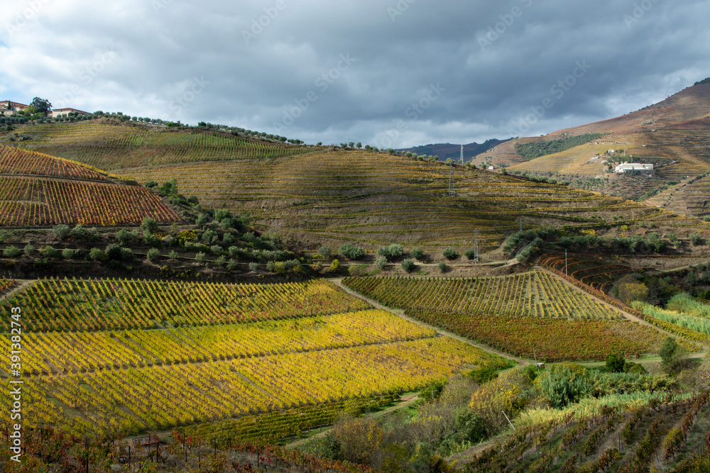 Colorful autumn landscape of oldest wine region in world Douro valley in Portugal, different varietes of grape vines growing on terraced vineyards, production of red, white and port wine.