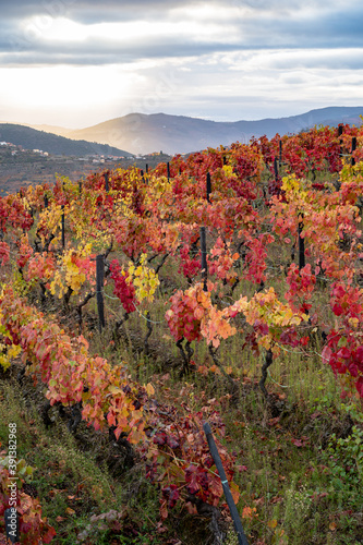Oldest wine region in world Douro valley in Portugal, colorful very old grape vines growing on terraced vineyards, production of red, white and port wine.