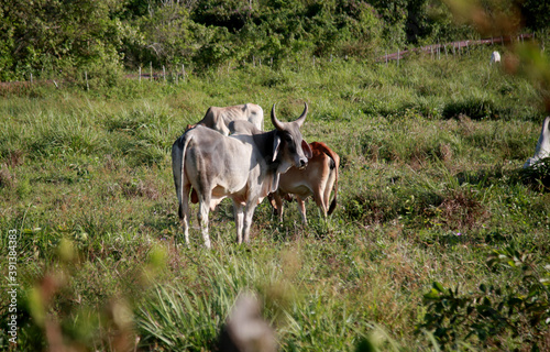 mata de sao joao, bahia / brazil - november 8, 2020: cows and bull are seen on a farm in the rural area of the city of Mata de Sao Joao. photo