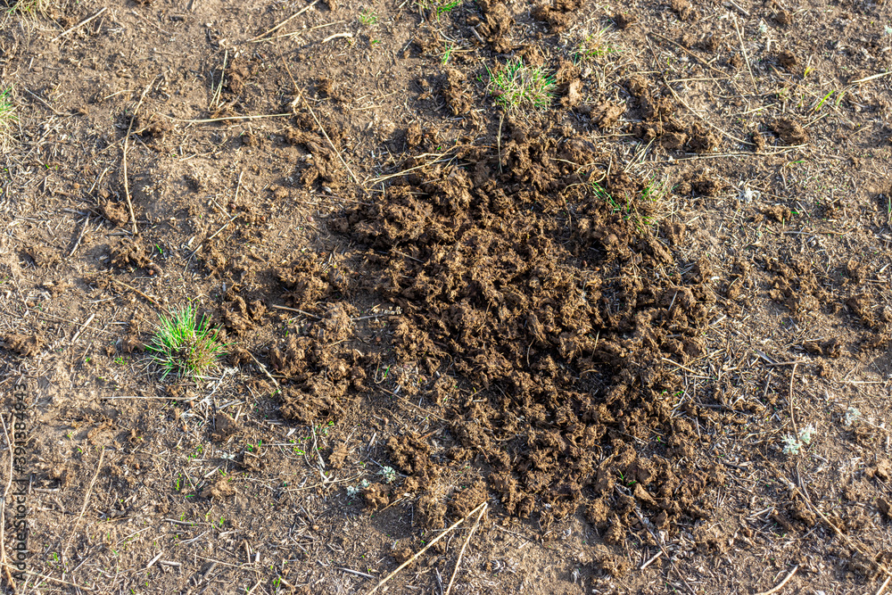 Natural fertilizer from manure in the countryside Natural fertilizer from manure in the countryside