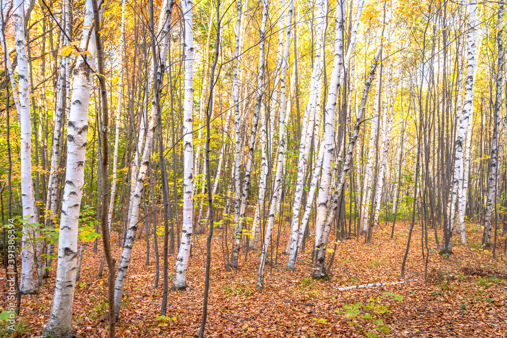 Fototapeta premium Birch trees in a Massachusetts forest