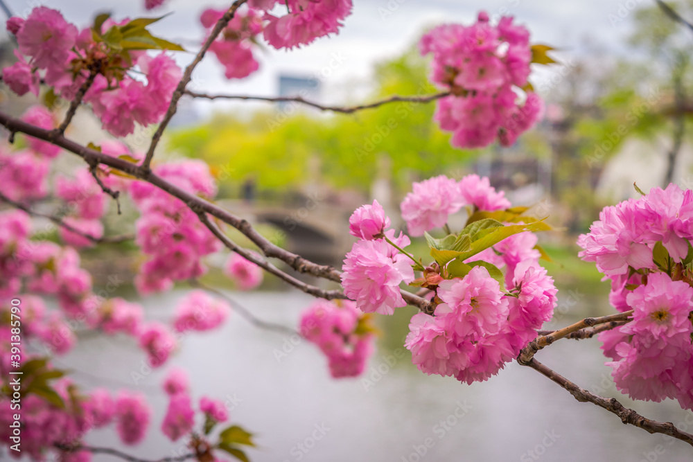 Cherry Blossoms along the Charles River in Boston Cherry Blossoms along the Charles River in Boston