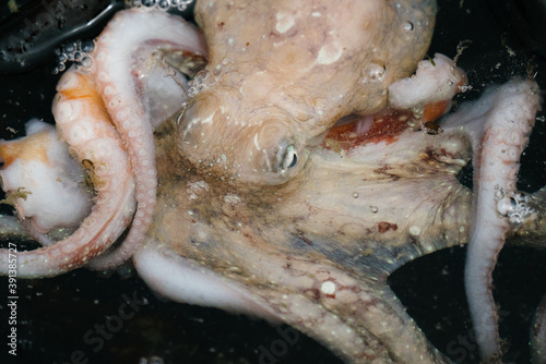 Photo Closeup cropped photo of a Pacific Red Octopus in Puget Sound