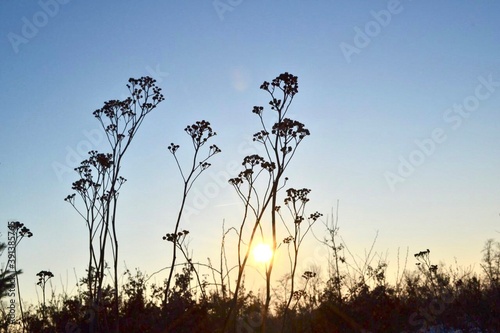 grass and skу, dried flower on a background of sunset, plants in the steppe and wildlife