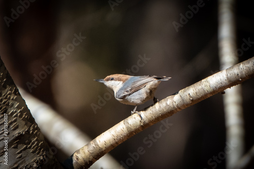 Brown headed nuthatch on a branch photo