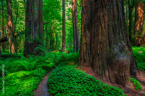 Dekoracja na wymiar  redwood-forest