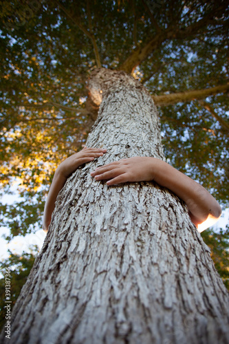 Hands and arms wrapped around tree trunk below looking up at canopy photo