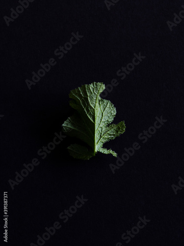 Single leaf of green vegetable on black background minimal lighting