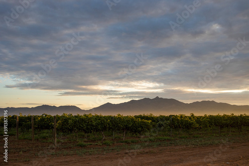 First light touches vineyard with distant mountain cloudy skies photo