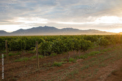 Sunrise over vineyard grape vines mountains in distance photo