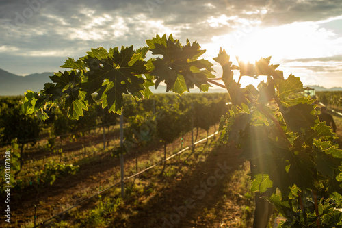 Sunburst through grape leaves in vineyard at sunrise in Arizona photo