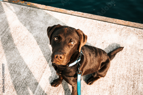 Cute chocolate coloured Labrador Retriever on blue leash sitting down and looking straight into the camera