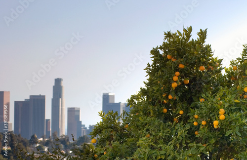 Los Angeles skyline with oranges. © mikeby