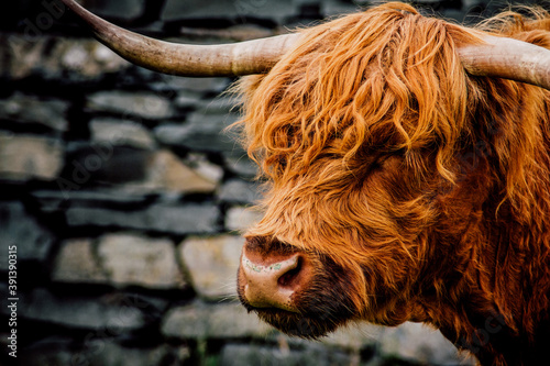 Highland Cow, Plockton, Scotland photo