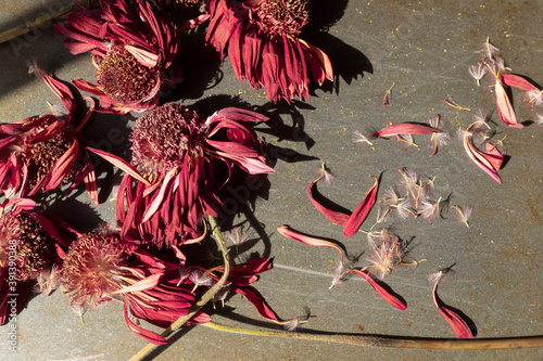 Dried flower petals on metal background