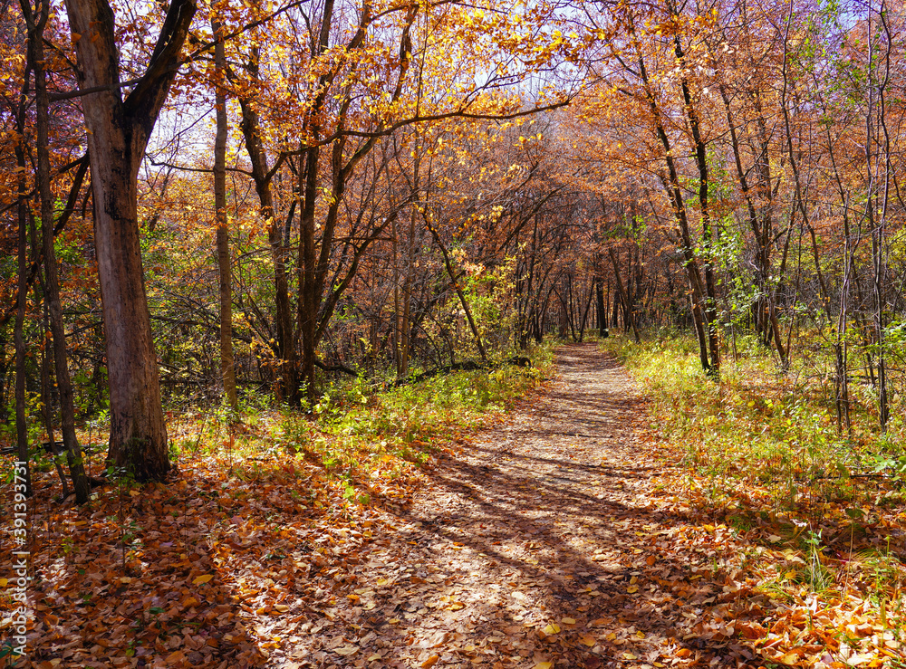Obraz premium Beautiful Forest Path For Meditating