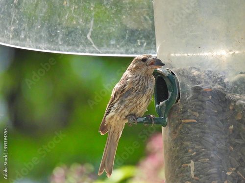 Finch on bird seed feeder: Female house finch eats a sunflower seed from a bird seed feeder with a squirrel baffler attached  photo