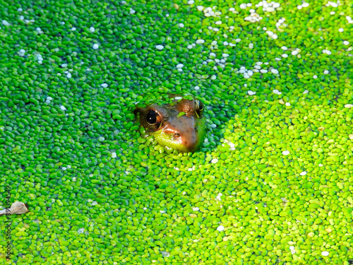 Frog in the pond: A bullfrog submerged in pond with bright green duckweed bloom covering the surface, only the bullfrog's partial head and eyes visible in closeup macro