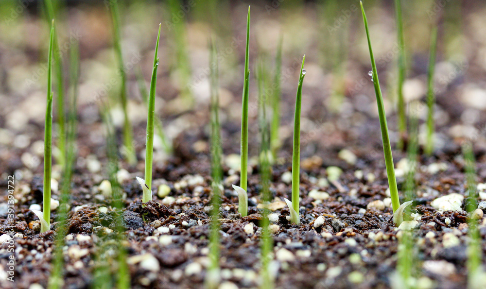 Growing rice