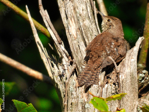House wren bird perched in a broken off tree trunk looks up and to the side with green foliage in the background a sunny summer day - part of series