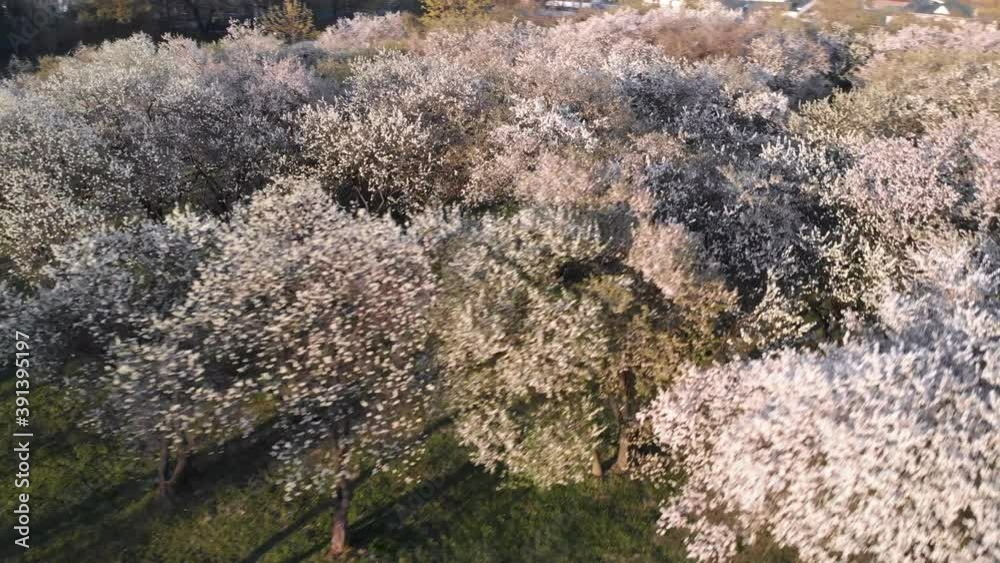 Cherry blossoms trees drone view Cherry blossoms trees drone view