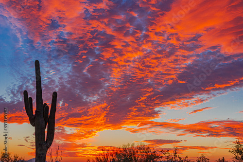 A fiery sunset and a silhouetted saguaro