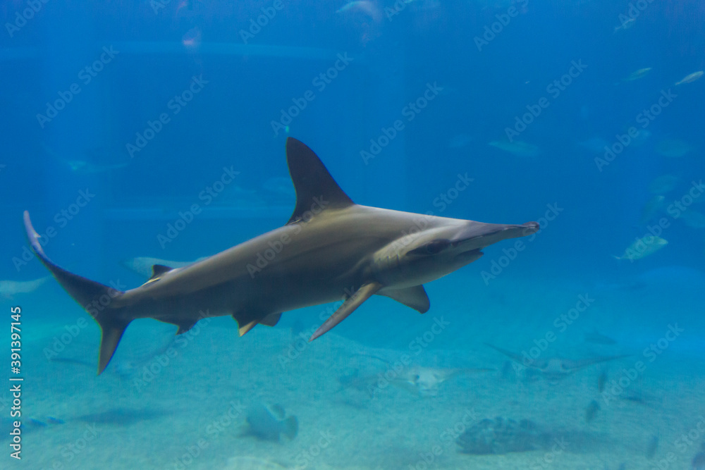Obraz premium アカシュモクザメ