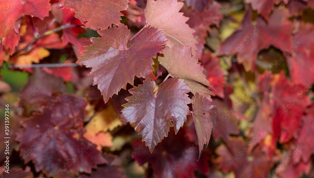 Vineyards in the autumn with red foliage. Transition of the vine to wintering. Wine-making. Technology of wine production. Wine production in Moldova.