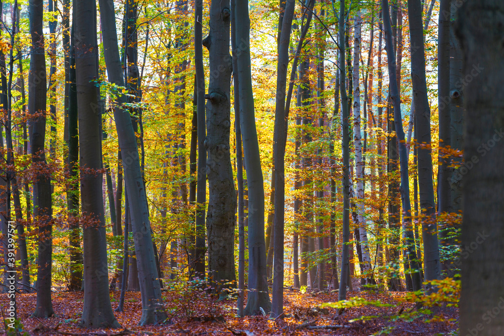 Trees in autumn colors in a forest in bright sunlight at fall, Baarn, Lage Vuursche, Utrecht, The Netherlands, November 9, 2020