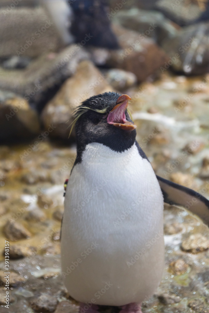 Naklejka premium イワトビペンギン