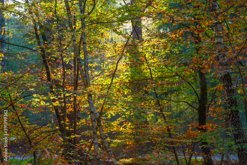 Trees in autumn colors in a forest in bright sunlight at fall, Baarn, Lage Vuursche, Utrecht, The Netherlands, November 9, 2020