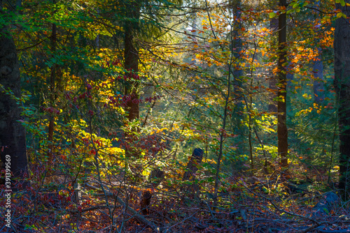Trees in autumn colors in a forest in bright sunlight at fall, Baarn, Lage Vuursche, Utrecht, The Netherlands, November 9, 2020 © Naj