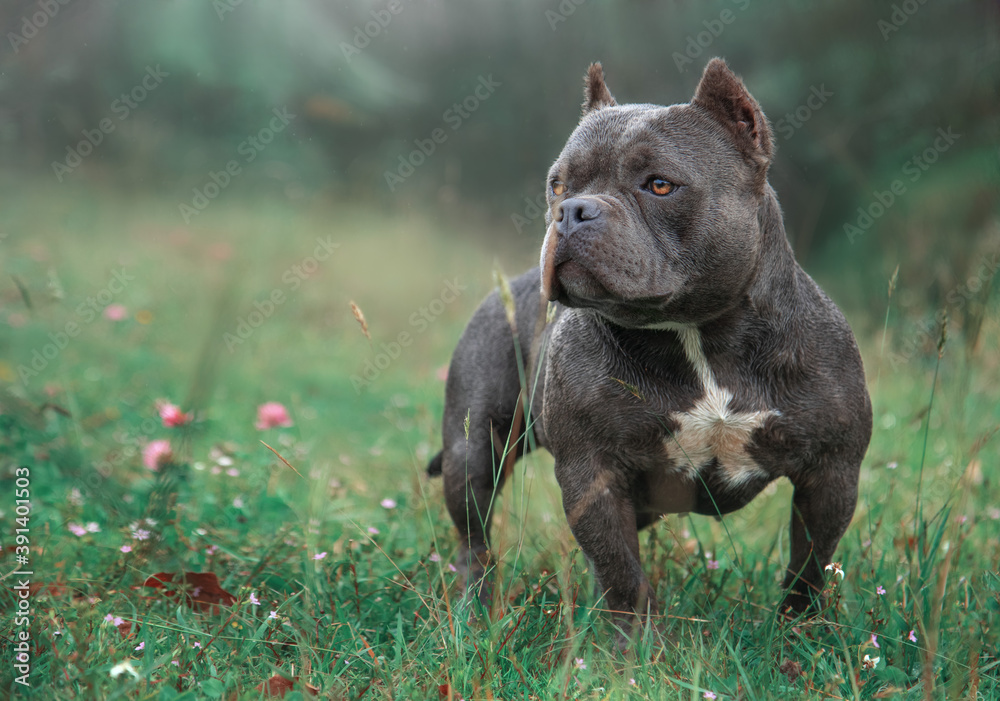 gray american bully dog with candy eyes in the grass with his head facing left gray american bully dog with candy eyes in the grass with his head facing left