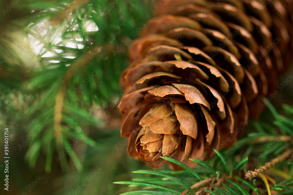Spruce cone on a spruce tree. Close-up. Spruce cone on a spruce tree. Close-up.