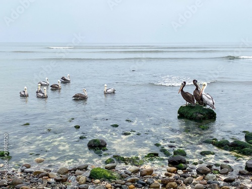 Pelícanos en playa de San Andrés