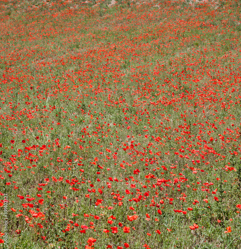poppy fields in Provence France