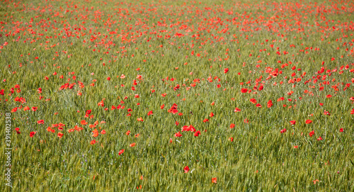 poppy fields in Provence France